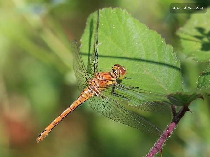 IMG_6938 Sympetrum sanguineum female.JPG